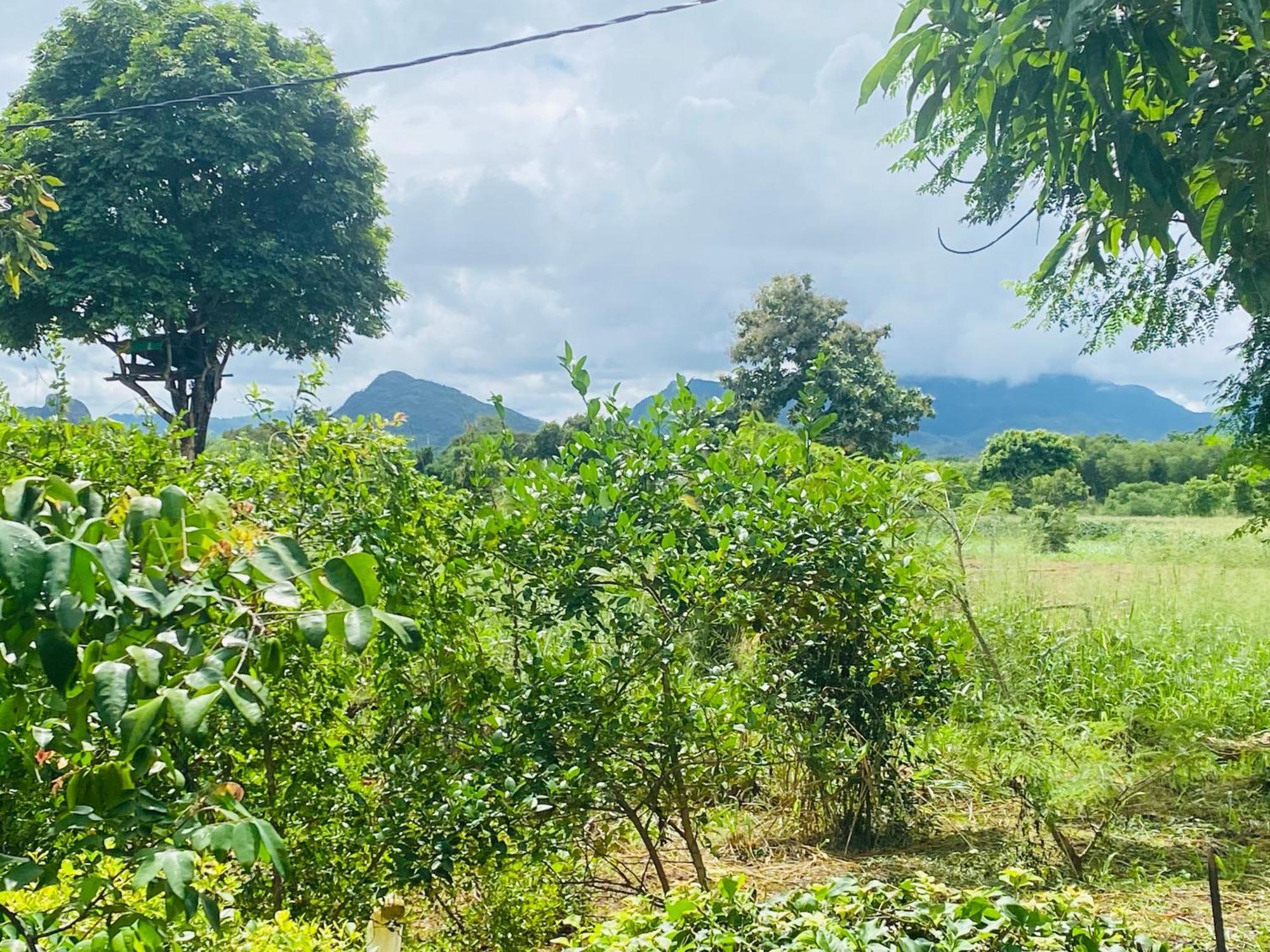 Fairview Dill Homestay Sigiriya Eksteriør billede